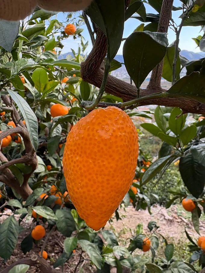 人参みたいな奇形果▶︎つやつやで美しい…（⇒次へ）