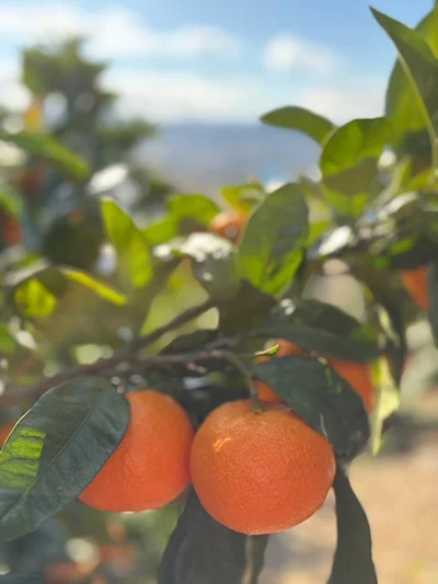 つややかな有田みかん▶︎収穫風景（⇒次へ）