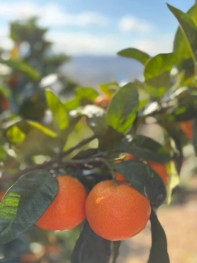 つややかな有田みかん▶︎収穫風景（⇒次へ）