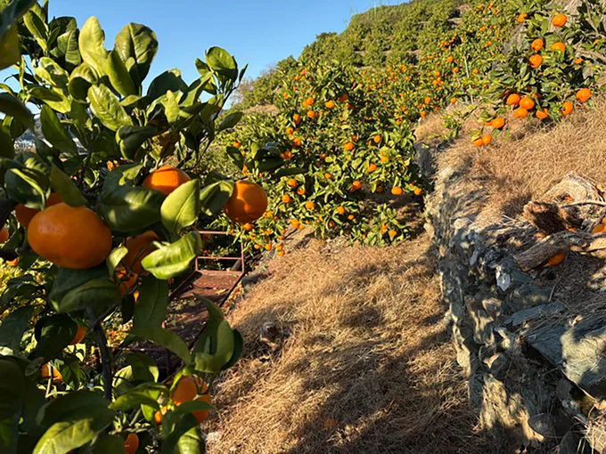 若木ゾーンでの収穫▶︎夕日に照らされて…（⇒次へ）