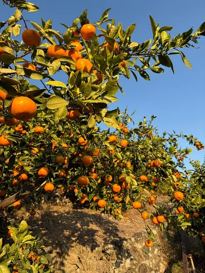 夕日に照らさて燃えるような橙色に…▶︎（次画像から節約にもぴったり！今日から作ってみたくなる旬の野菜1週間使い切りレシピが満載な『おひとりさまのあったか1ヶ月食費2万円生活　四季の野菜レシピ』が読めます）