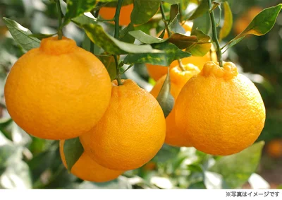 「なんじゃこりゃ!?」不知火を収穫しようとしたら…？