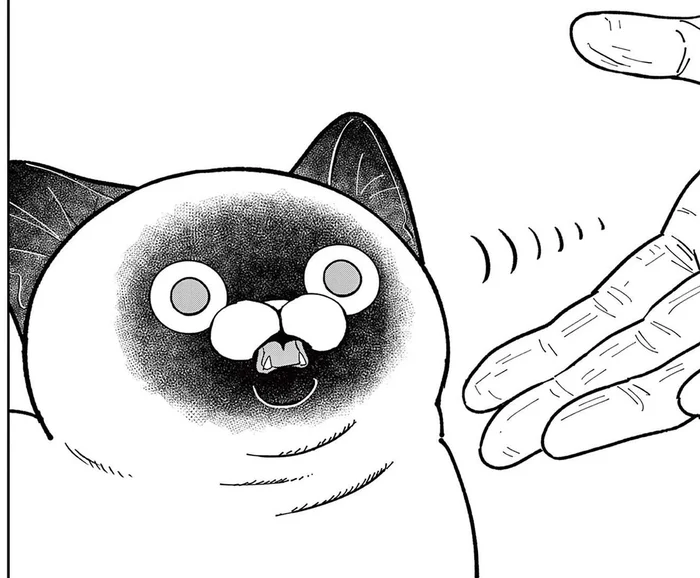 「くさいのか!?」元極道が野良猫に手を差し出して初めてのご挨拶