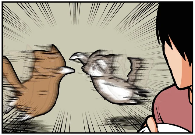 まるでゴング!? 飼い主がうるさくした瞬間、必ずケンカを始める猫たち