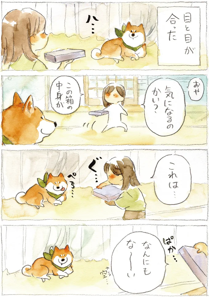 『柴犬ぽんちゃん、今日もわが道を行く2』より