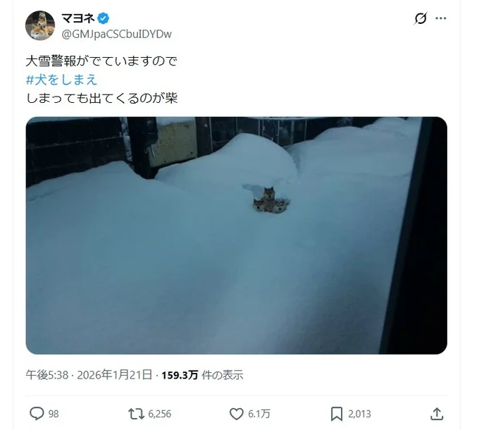 雪の中から見つめるワンコたち▶大雪警報が出てるので、犬をしまっても…（⇒次へ）