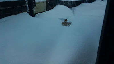 しまっても出てくる柴たちが可愛すぎる▶雪でも元気いっぱいな柴犬親子（⇒次へ）