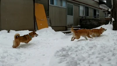 雪の中でも遊びたいモモちゃんたち▶柴犬たちの産業革命⁉（⇒次へ）