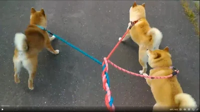 お散歩中に気になるものを発見…！▶みんなが自由に歩いていくと、リードが絡まり…（⇒次へ）