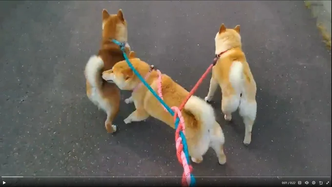 歩きにくそう？▶それでも目標に向かって進む柴たち（⇒次へ）