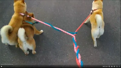 どんどん編まれていきます▶動ける紐の部分がものすごく短くなっていました（⇒次へ）