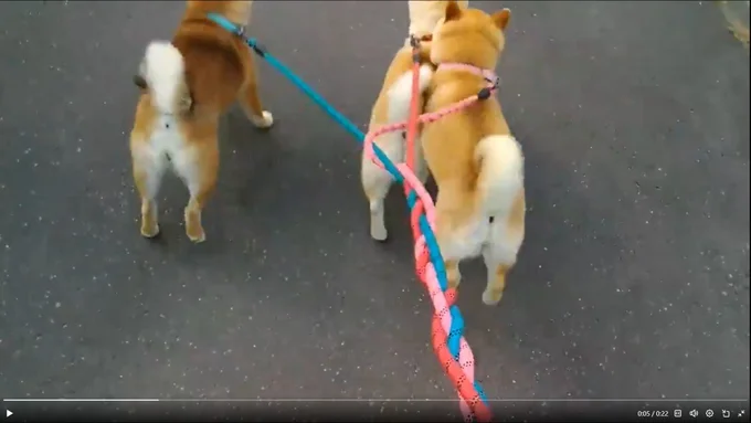 目指すはネコちゃん！ぎゅうぎゅうになりながら進みます▶モモちゃんを遊びに誘うココちゃん（⇒次へ）