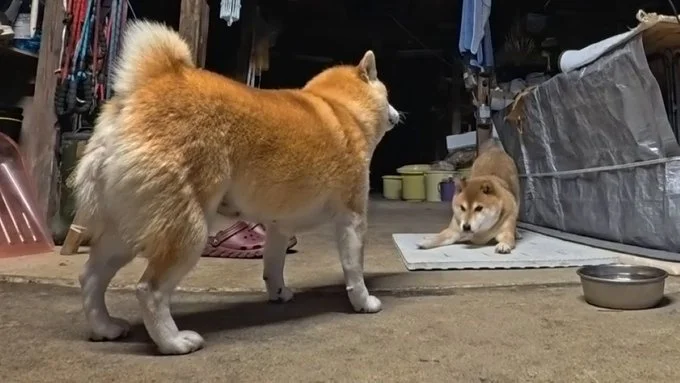 遊んで！のポーズを披露▶のんびりひなたぼっこをする三匹（⇒次へ）