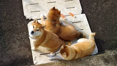 マットは2枚あるけど、1枚にぎゅっと集まる柴たち♡▶寒中ぶつかり稽古が始まりました（⇒次へ）