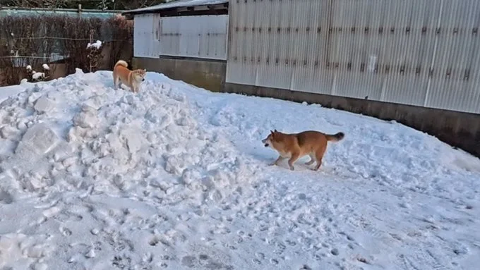 寒さなんて関係ない！元気いっぱいです♪▶恵方巻のようなワンコの姿（⇒次へ）