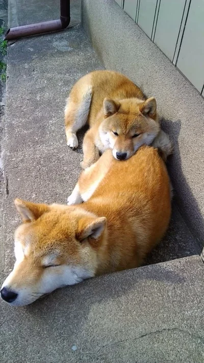 連結してお昼寝♡▶雷に驚くココちゃん（⇒次へ）