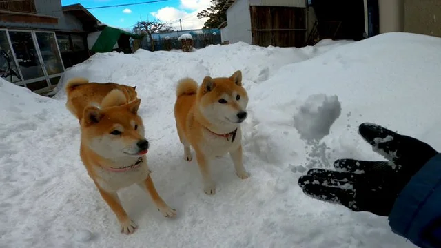 大雪警報で犬をしまっても…。雪からひょっこり顔を出す愛犬に「柴犬らしい！」と共感の声