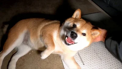 雷から逃げ出したくて、走り回っていたところでした▶ドアを開けてもらうのを待つモモちゃんココちゃん（⇒次へ）