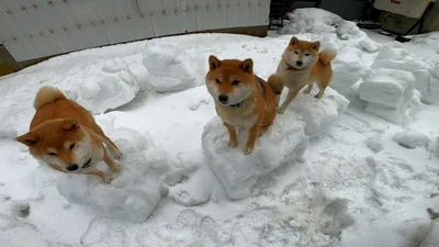 チェス駒のようなワンコたち▶ゆったり寝転ぶモモちゃん（⇒次へ）