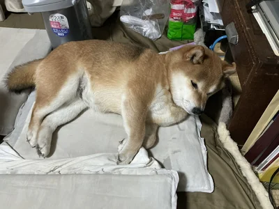 もふもふがたまらない♡▶気持ちよさそうに寝ている姿（⇒次へ）