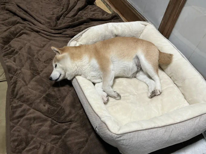 寝顔に癒されます♡▶ベッドは横に使いたいようです（⇒次へ）