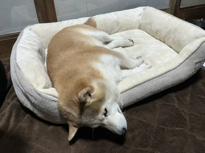 よく見ると頭が落ちそう⁉▶雪をふきふき（⇒次へ）