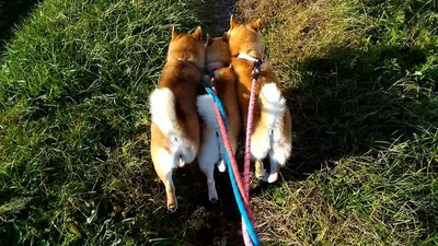 仲良くぎゅうぎゅうになりながら、まっすぐ歩きます▶光に包まれるモモちゃんココちゃんノノちゃん（⇒次へ）