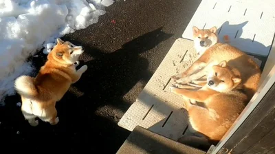 ひなたぼっこでのんびり▶雪でもお散歩は行きたい！（⇒次へ）