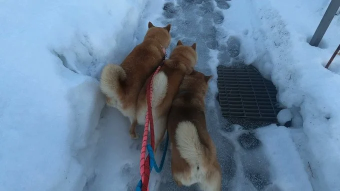 道が狭くなっているので気を付けて進みます▶やっぱり雪は楽しい！（⇒次へ）