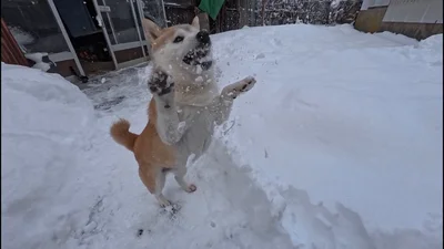 雪玉キャッチ！の瞬間▶（⇒次からは、「かわいすぎる」「癒される」とSNSで大バズりの柴犬ぽんちゃんのイラスト日記『柴犬ぽんちゃん、今日もわが道を行く2』が読めます）