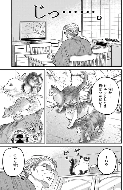 何か...シュッとしてる猫ばっかだな