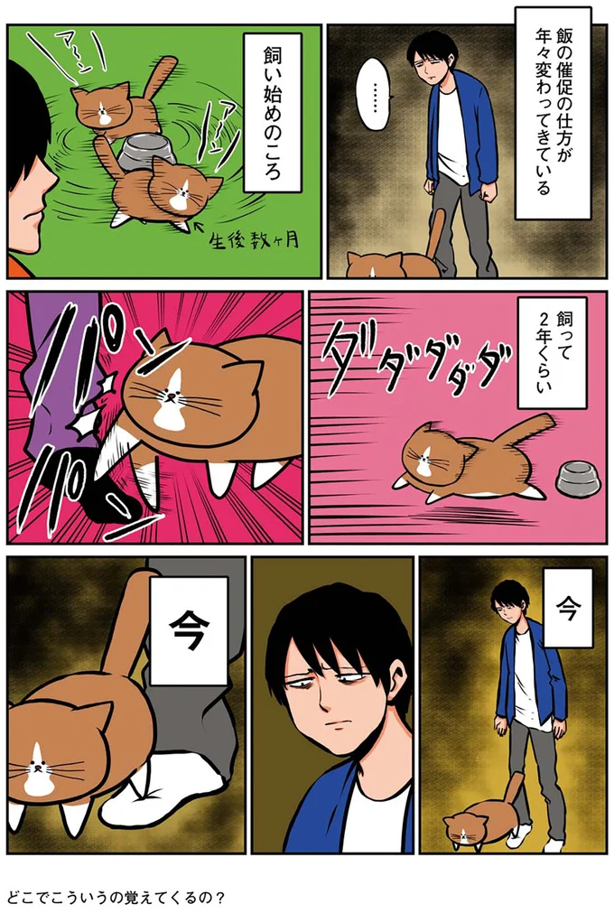 『鴻池剛と猫のぽんた ニャアアアン！1』より