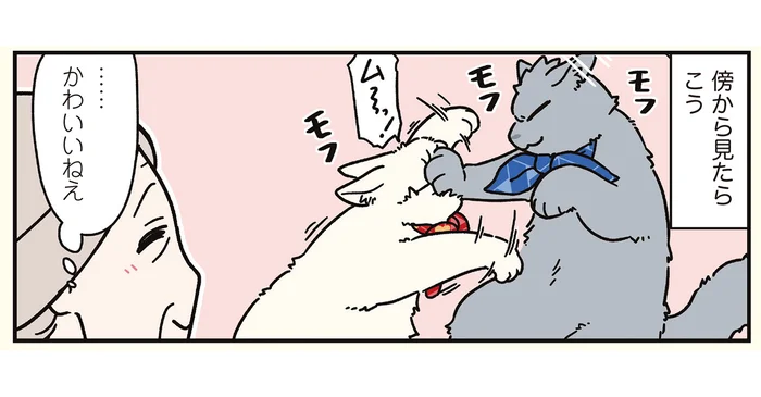 本人（猫）たちは至って真面目。ケンカする彼らがモフモフで可愛い