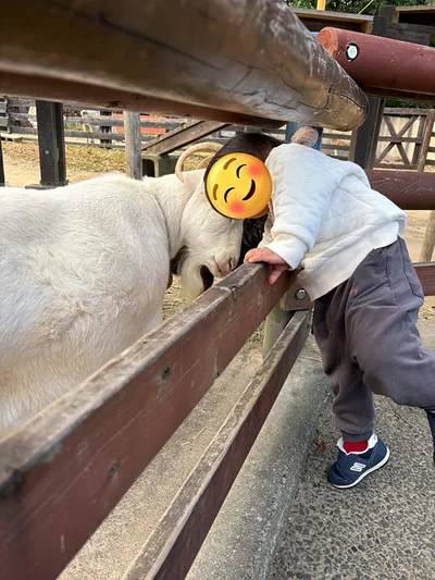 ヤギも困惑するお子さまの行動▶コスモスと一緒に（⇒次へ）