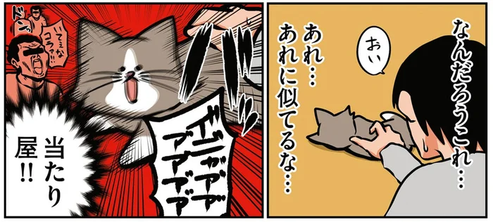 なぜ体当たりしてきて被害者ヅラ？猫のやってることがまるで当たり屋！