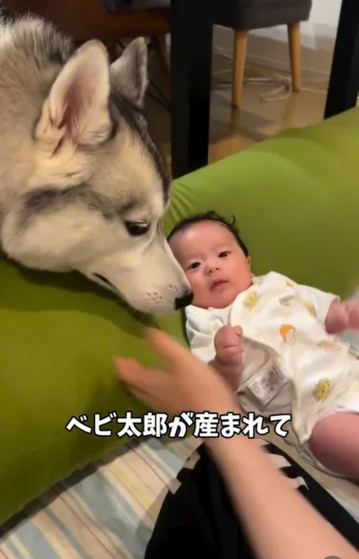 赤ちゃんが生まれて“お兄ちゃん”になったスノウ君（⇒次へ）