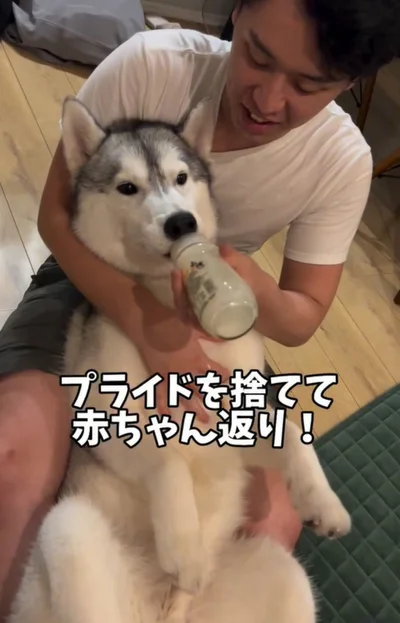 赤ちゃん返りをしてミルクを飲むスノウ君▶ミルクを飲んだら…（⇒次へ）