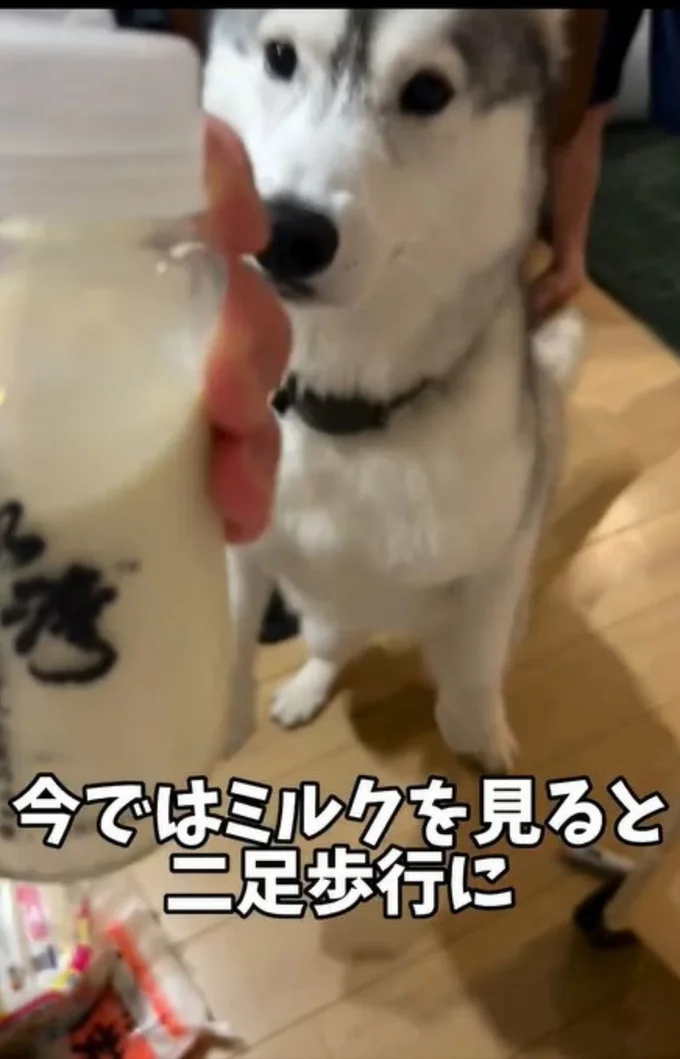 2足歩行でミルクをおねだり▶ママに甘えたい…（⇒次へ）