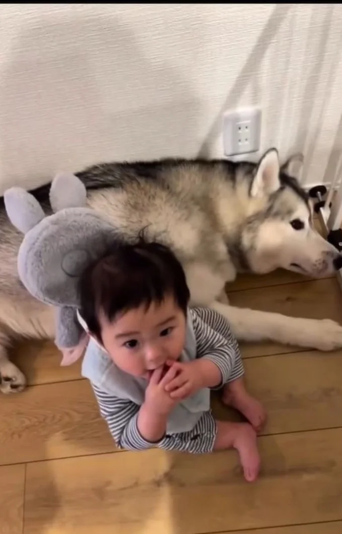 自らクッション代わりになり、ベビ太郎君の頭を守るスノウ君▶お兄ちゃんだって、たまには甘えたい…（⇒次へ）