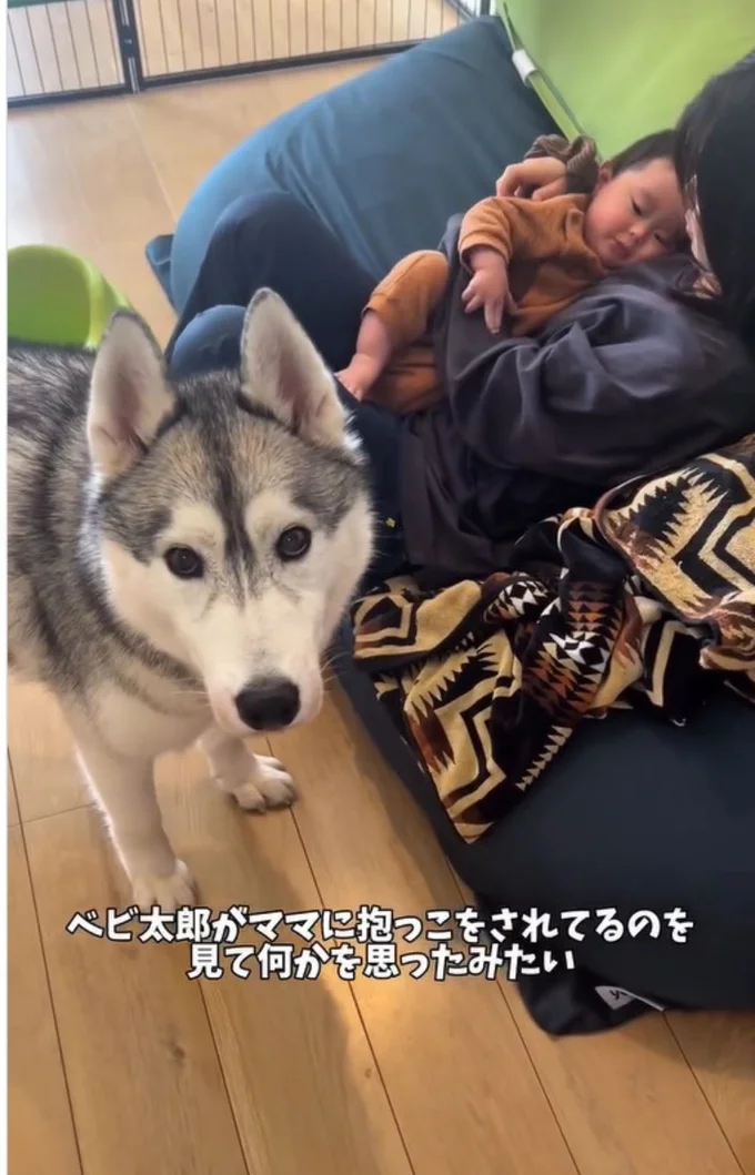 ベビ太郎君がママに抱っこされてるのを見ていたスノウ君▶隙をついて…（⇒次へ）