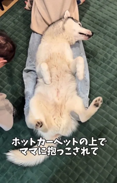 ママの膝の上に寝転んで幸せ〜▶（次画像からマイペースな柴犬との実録を描いた『柴犬ぽんちゃん、今日もわが道を行く』が読めます）