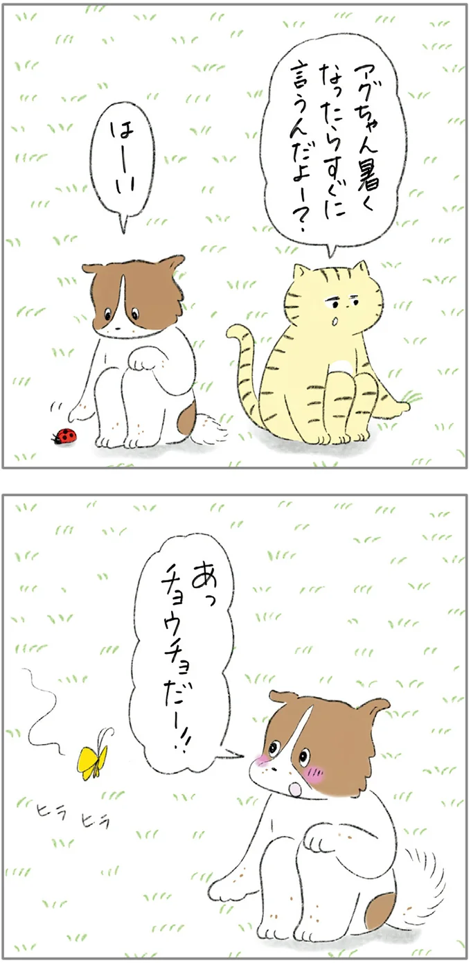 『ターとアグのしあわせ日和 元ノラ猫と元保護犬、ふたりは親友』より
