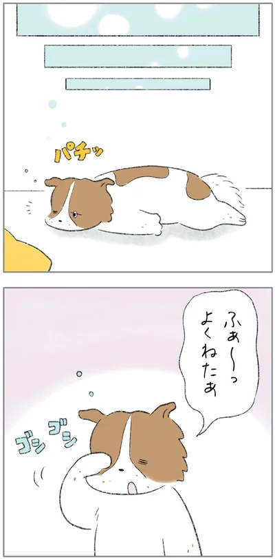 『ターとアグのしあわせ日和 元ノラ猫と元保護犬、ふたりは親友』より