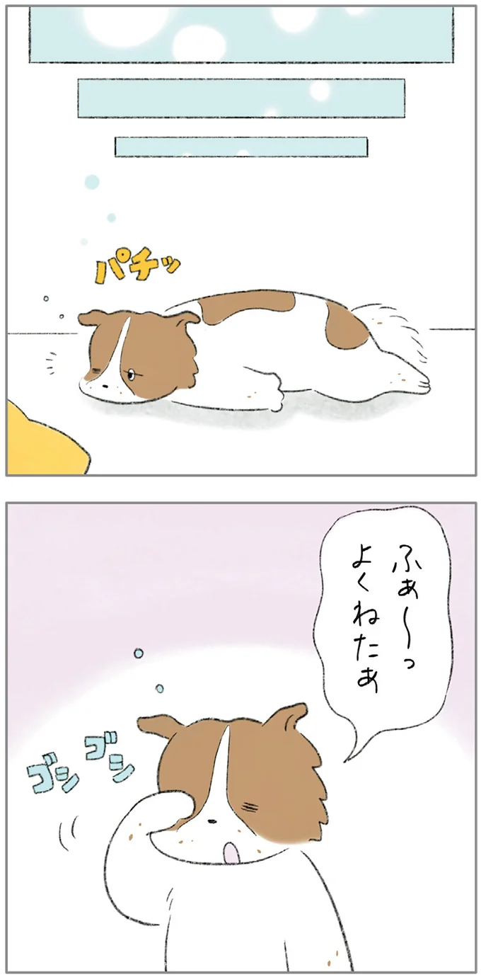 『ターとアグのしあわせ日和 元ノラ猫と元保護犬、ふたりは親友』より