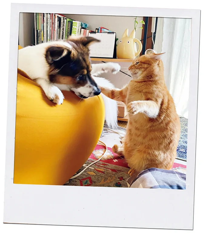 『ターとアグのしあわせ日和 元ノラ猫と元保護犬、ふたりは親友』より