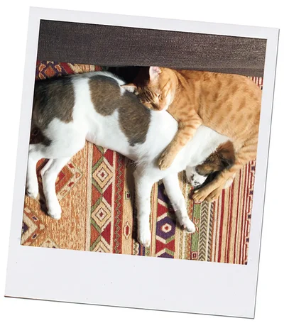 『ターとアグのしあわせ日和 元ノラ猫と元保護犬、ふたりは親友』より