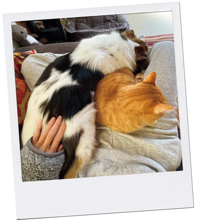 『ターとアグのしあわせ日和 元ノラ猫と元保護犬、ふたりは親友』より