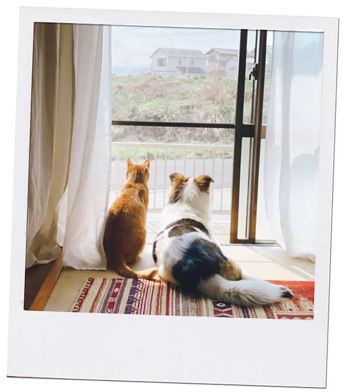 『ターとアグのしあわせ日和 元ノラ猫と元保護犬、ふたりは親友』より