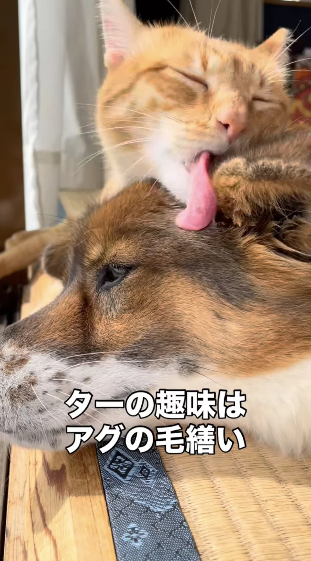 これが愛情たっぷりのチリチリ…！猫が犬を丁寧に毛づくろいした結果に3.3万いいね - レタスクラブ