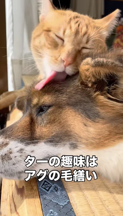 丁寧に毛づくろいをしてあげている（⇒次へ）